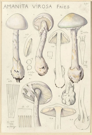 Hans Walty - Amanita virosa.webp