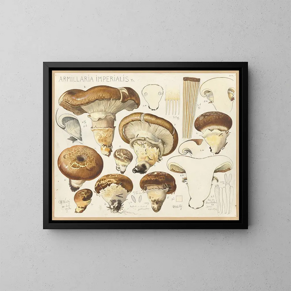 Armillaria impérialis - Hans Baldung — quadro incorniciato alla parete