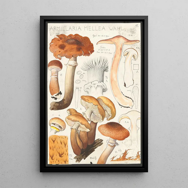 Armillaire couleur de miel Wahl - Hans Baldung — quadro incorniciato alla parete