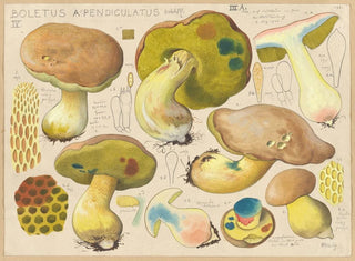Hans Walty - Boletus appendiculatus Schff.webp
