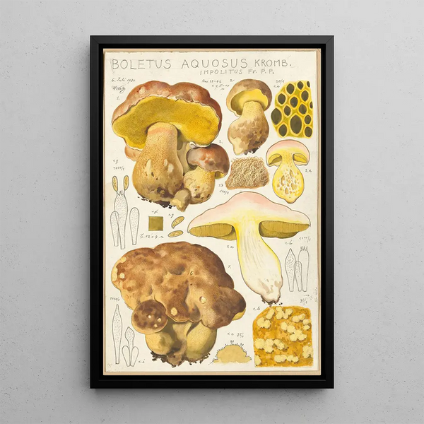 Bolet aqueux - Hans Baldung — quadro incorniciato alla parete