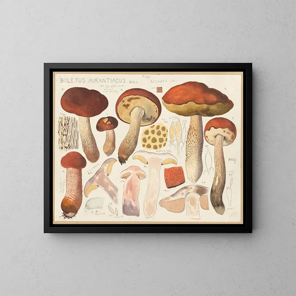 Bolet arancione - Hans Baldung — quadro incorniciato alla parete