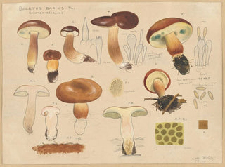 Hans Walty - Boletus badius Fr.webp