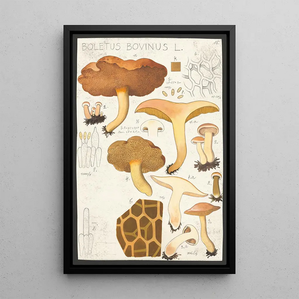 Boletus bovinus L - Hans Baldung — quadro incorniciato alla parete