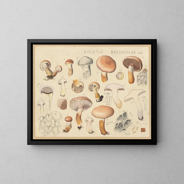 Boletus bresadolae - Hans Baldung — quadro incorniciato alla parete