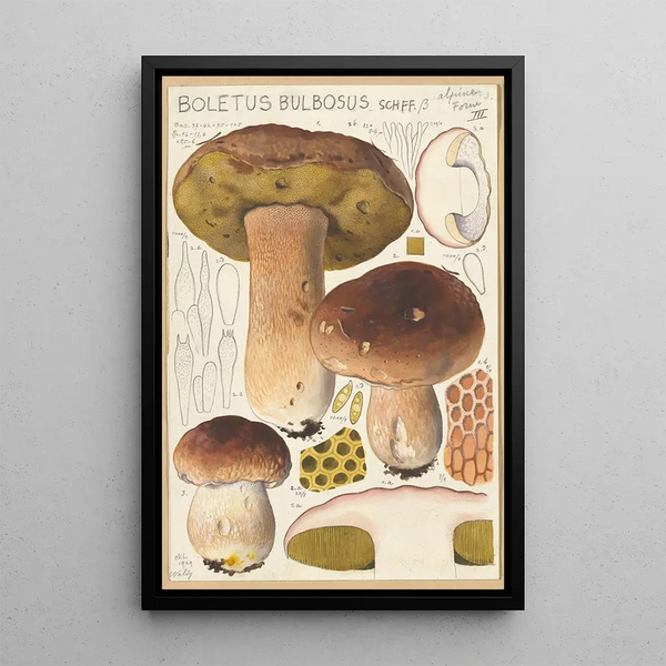 Boletus bulbosus - Hans Baldung — quadro incorniciato alla parete
