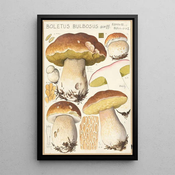 Boletus bulbosus Schff - Hans Baldung — quadro incorniciato alla parete