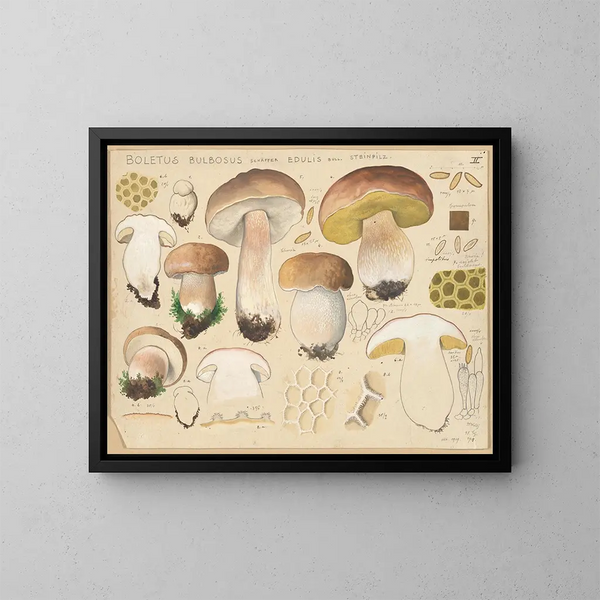 Boletus bulbosus, fungo commestibile - Hans Baldung — quadro incorniciato alla parete