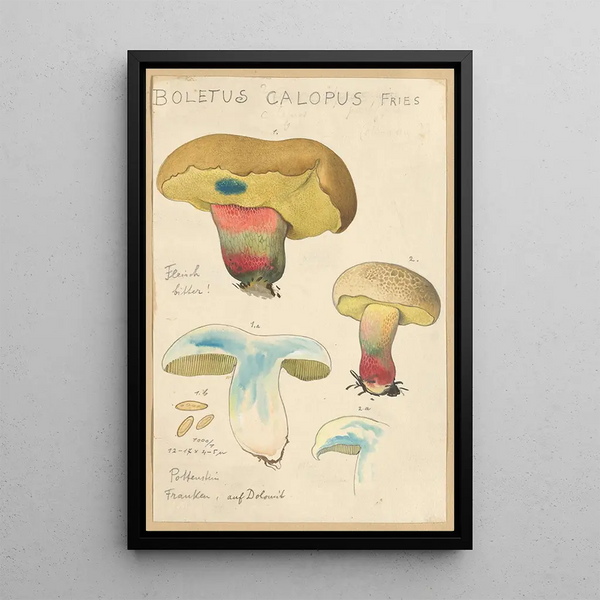 Boletus calopus - Hans Baldung — quadro incorniciato alla parete