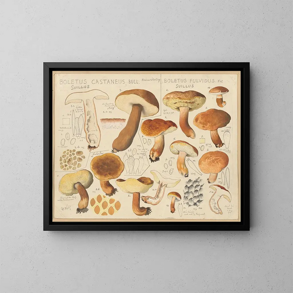 Boletus castaneus e Boletus fulvidus - Hans Baldung — quadro incorniciato alla parete