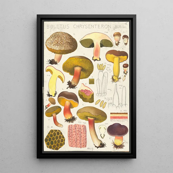 Boletus chrysenteron Bull - Hans Baldung — quadro incorniciato alla parete