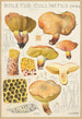 Boletus collinitus - Hans Baldung — vista dell’opera