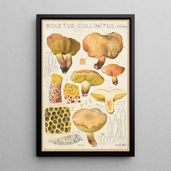 Boletus collinitus - Hans Baldung — quadro incorniciato alla parete