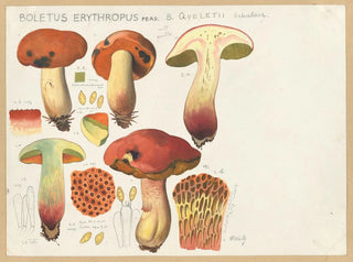 Hans Walty - Boletus erythropus Pers B queletii Schulzer.webp