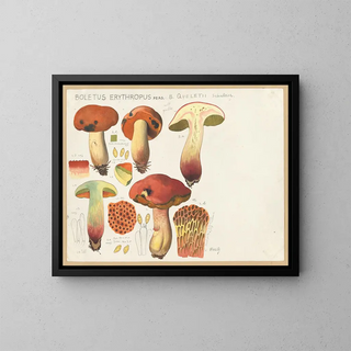 Hans Walty - Boletus erythropus Pers B queletii Schulzer.webp