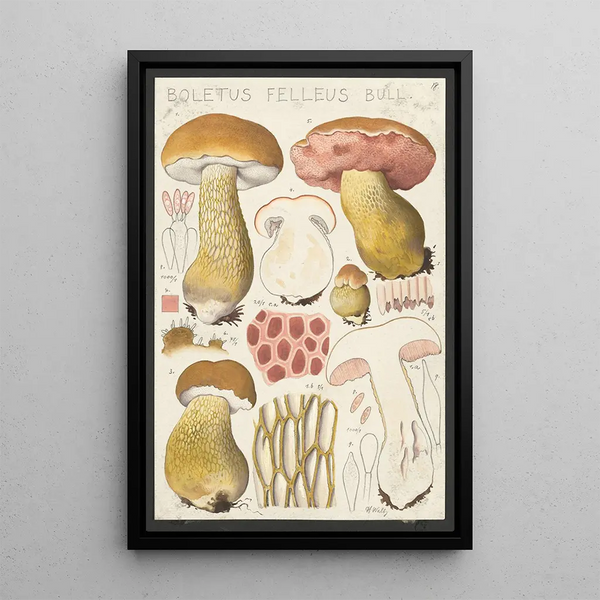 Boletus felleus Bull - Hans Baldung — quadro incorniciato alla parete