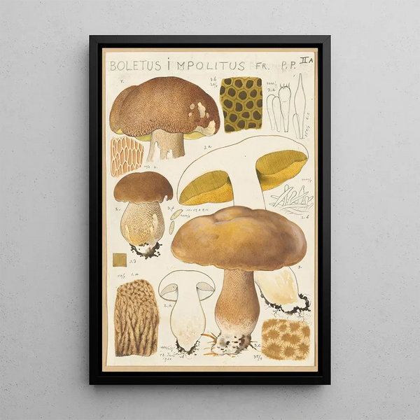 Boletus impolitus - Hans Baldung — quadro incorniciato alla parete
