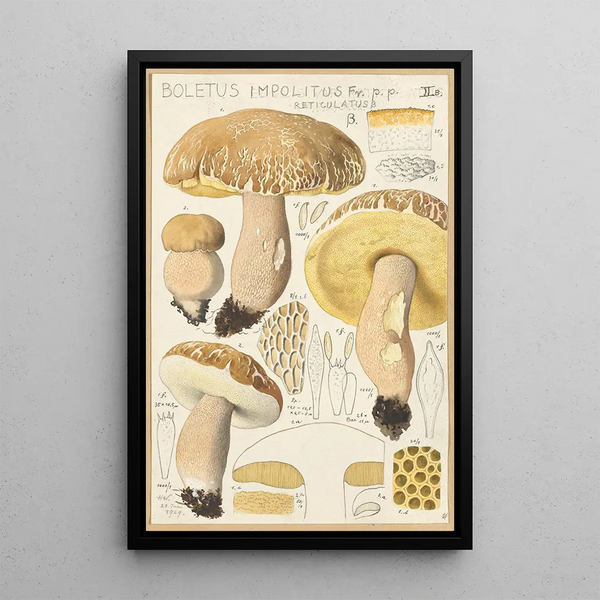 Boletus impolitus Fr reticulatus - Hans Baldung — quadro incorniciato alla parete