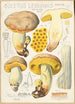 Boletus leoninus - Hans Baldung — vista dell’opera