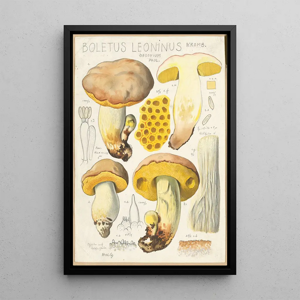 Boletus leoninus - Hans Baldung — quadro incorniciato alla parete