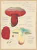 Boletus lupinus - Hans Baldung — vista dell’opera