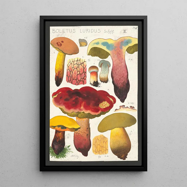 Boletus luridus Schaeffer - Hans Baldung — quadro incorniciato alla parete