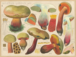Hans Walty - Boletus luridus Schff.webp