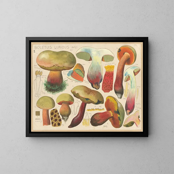 Boletus luridus - Hans Baldung — quadro incorniciato alla parete