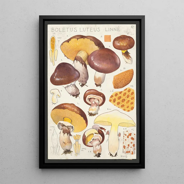 Boletus luteus Linn - Hans Baldung — quadro incorniciato alla parete