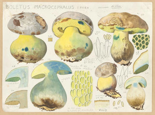 Boletus macrocephalus - Hans Baldung — vista dell’opera