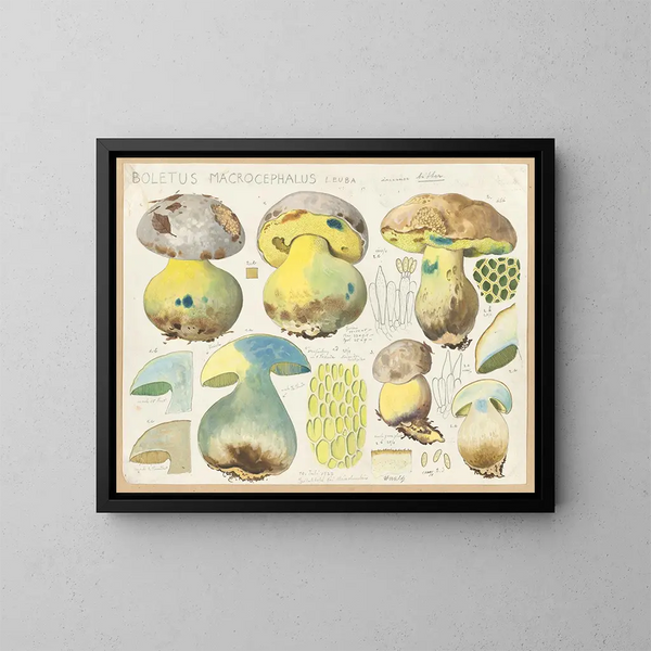 Boletus macrocephalus - Hans Baldung — quadro incorniciato alla parete