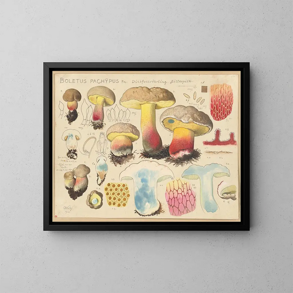 Boletus pachypus - Hans Baldung — quadro incorniciato alla parete
