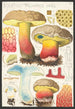 Boletus pachypus Fries - Hans Baldung — vista dell’opera