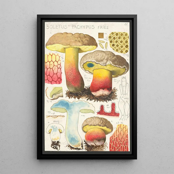 Boletus pachypus Fries - Hans Baldung — quadro incorniciato alla parete