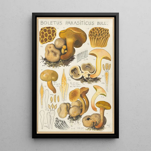Boletus parasiticus - Hans Baldung — quadro incorniciato alla parete