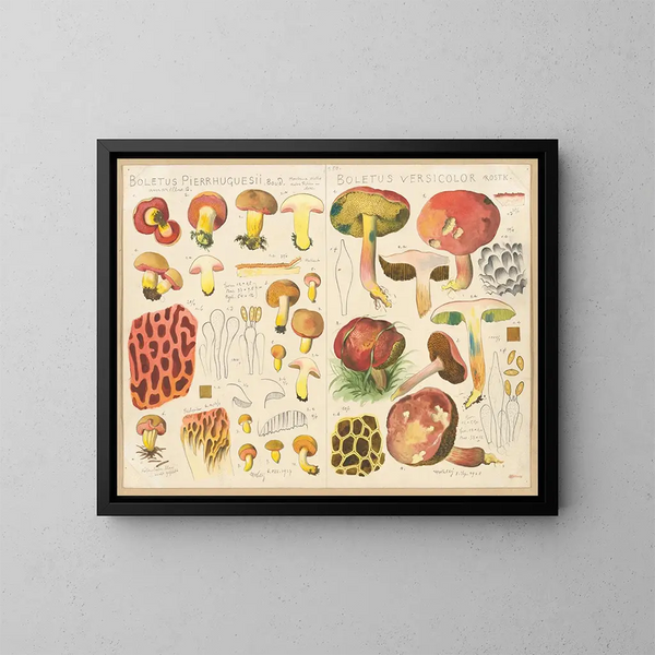 Boletus pierrhuguesii Boletus versicolor - Hans Baldung — quadro incorniciato alla parete