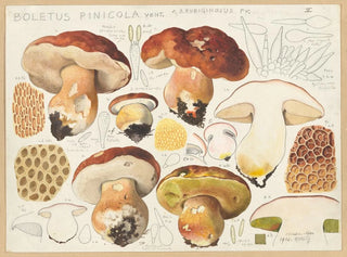 Hans Walty - Boletus pinicola Vent.webp