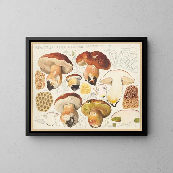 Bolet pinicola - Hans Baldung — quadro incorniciato alla parete