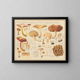Hans Walty - Boletus piperatus Boletus bovinus.webp