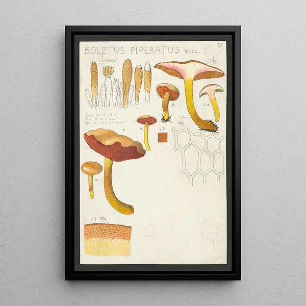 Boletus piperatus Bull - Hans Baldung — quadro incorniciato alla parete