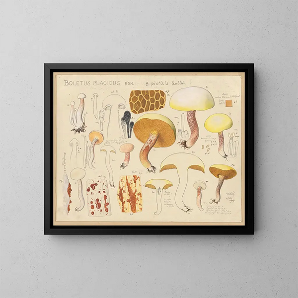 Boletus placidus - Hans Baldung — quadro incorniciato alla parete