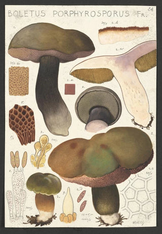 Hans Walty - Boletus porphyrosporus Fr.webp