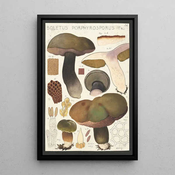 Boletus porphyrosporus Fr - Hans Baldung — quadro incorniciato alla parete