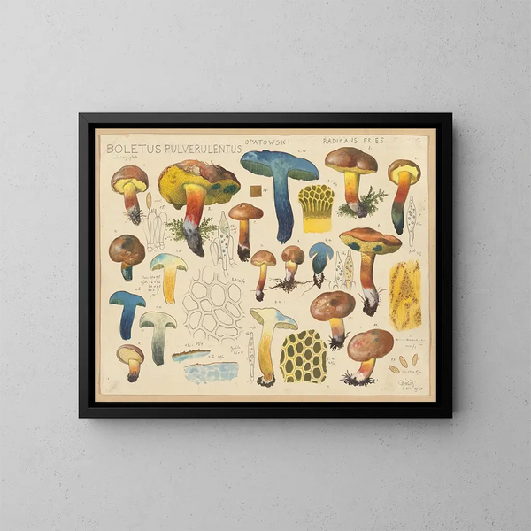 Boletus pulverulentus Opatowski radikans - Hans Baldung — quadro incorniciato alla parete