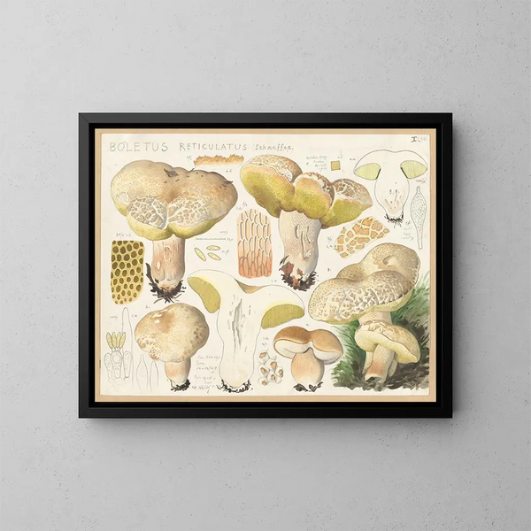 Boletus reticulato - Hans Baldung — quadro incorniciato alla parete
