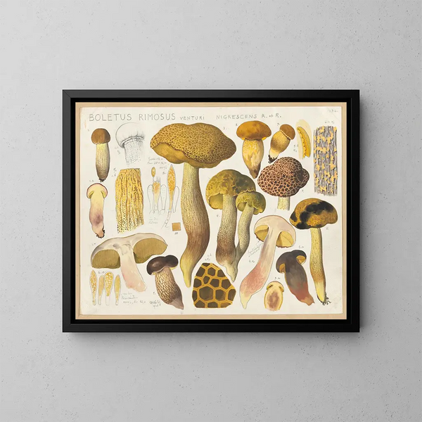 Bolet rimosus Venturi nigrescens R et R - Hans Baldung — quadro incorniciato alla parete