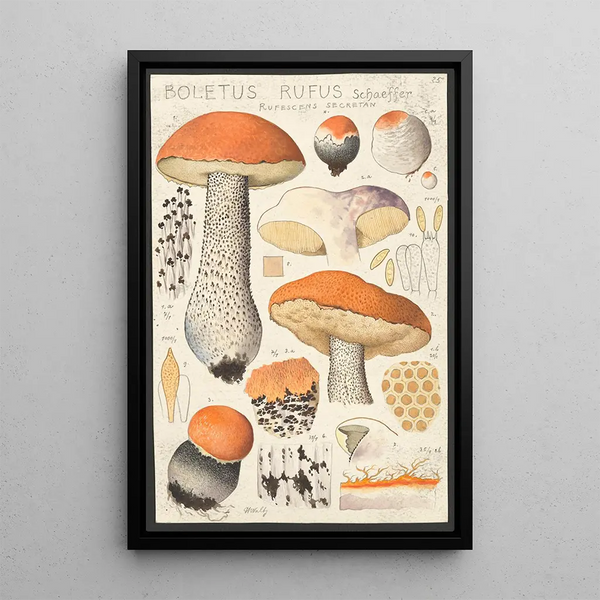 Boletus rufus Schaeffer rufescens secretan - Hans Baldung — quadro incorniciato alla parete