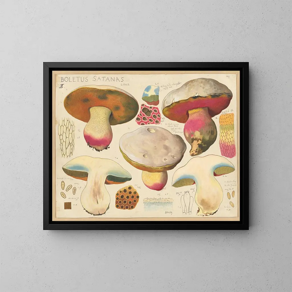 Boletus satanas - Hans Baldung — quadro incorniciato alla parete