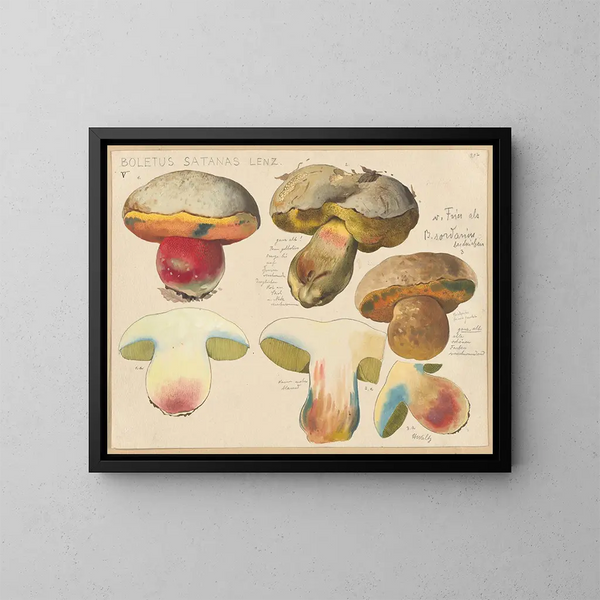 Boletus satanas - Hans Baldung — quadro incorniciato alla parete