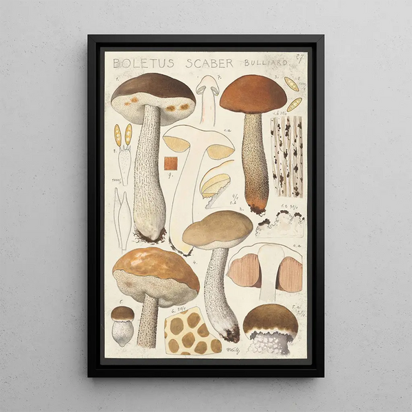 Boletus scaber Bulliard - Hans Baldung — quadro incorniciato alla parete